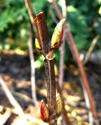 hydrangea pruning