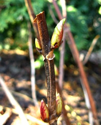 Hydrangea aspera pruning