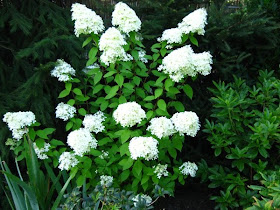 Hydrangea Paniculata Limelight