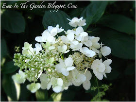 Photos Of Nature Photos Of Hydrangea Flowers