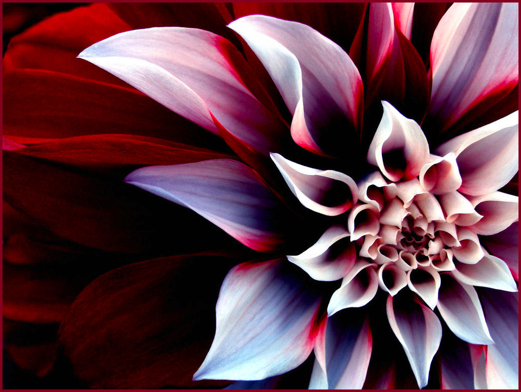[The_Beautiful_Enigmatic_Flower.jpg]