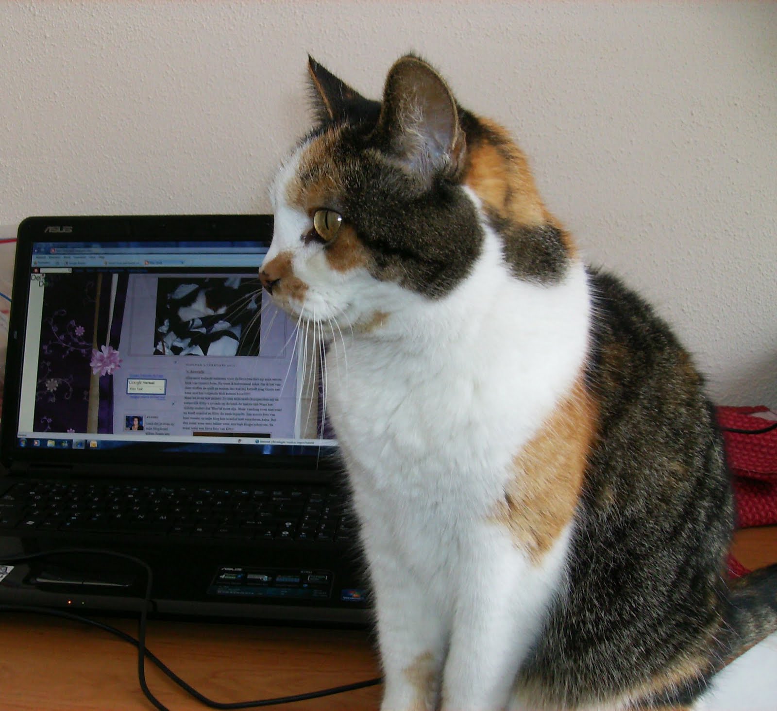 [bloggende+kitty.JPG]