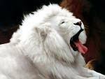 leon blanco!!