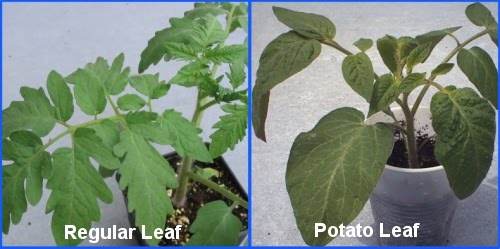Kamatis / Lycopersicum esculentum/ Tomato: Philippine Medicinal Herbs / Philippi