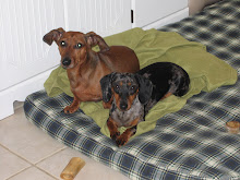 My Dachsie Babies