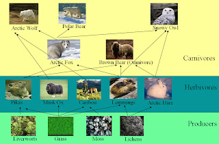 tundra food chain pictures