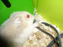 Hamsters who eat camera straps!