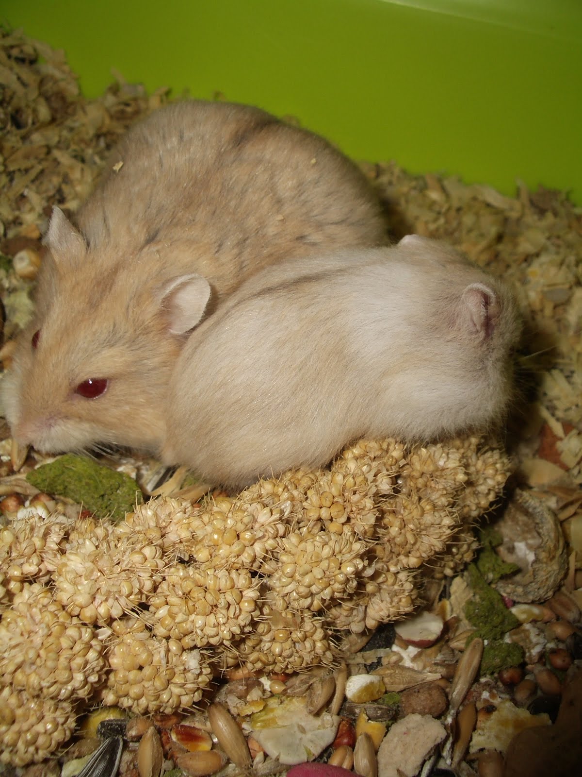 Cheshire Hamster Breeder Introducing my Campbells