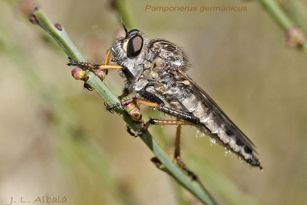 [Pamponerus-germanicus-1957-600x400.jpg]