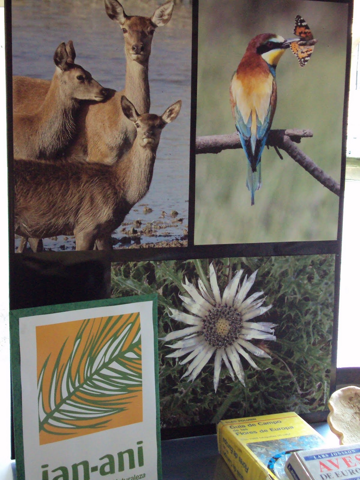 [DSC00934+feria.JPG]