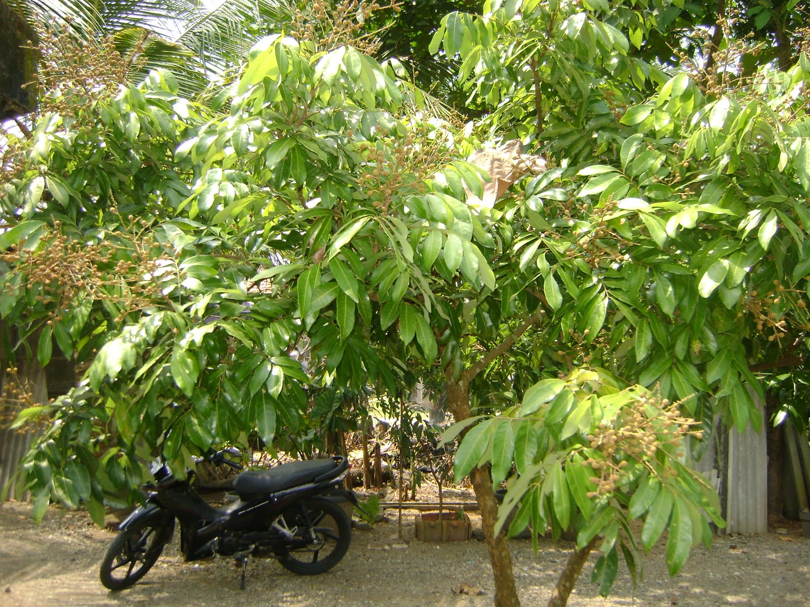 kelengkeng kelengkeng