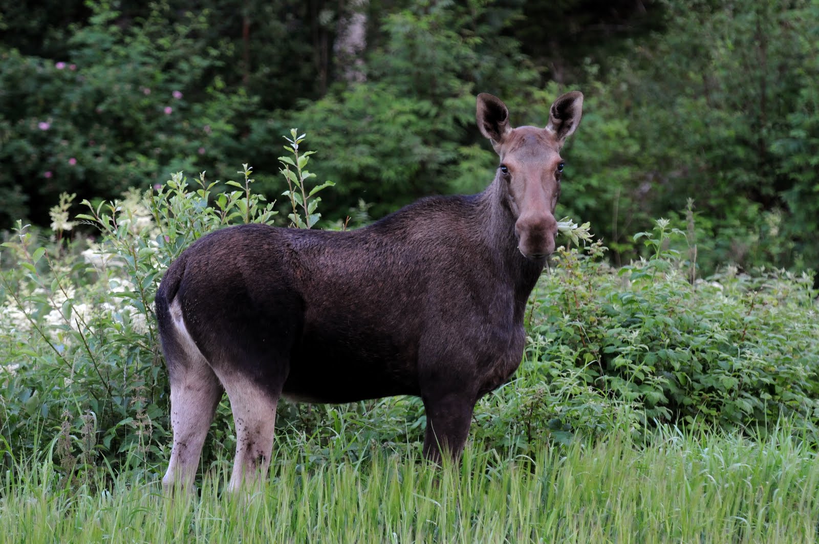 Naturfoto Einar Hugnes Elg ved Drægsetsve