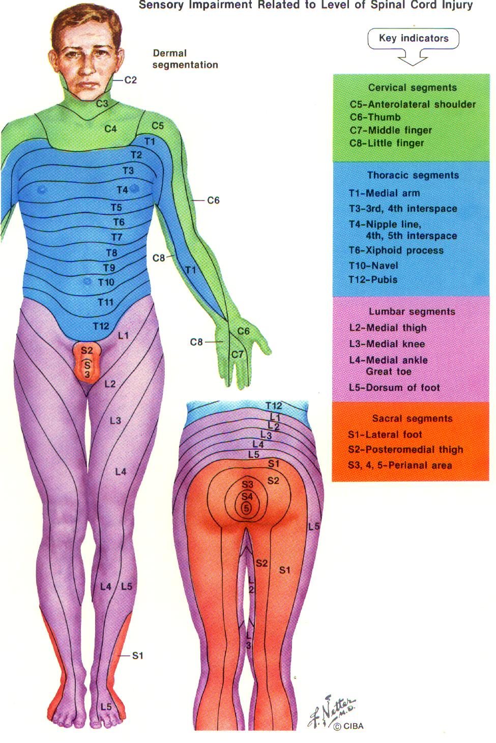 Exploracion Dermatomas Cervicales Pdf