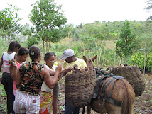 Curso de Beneficiamento da Mandioca na Comunidade dos Almeidas - Itagibá-BA