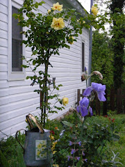 Gramp's yellow tree rose