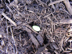 Newly sprouted pumpkins