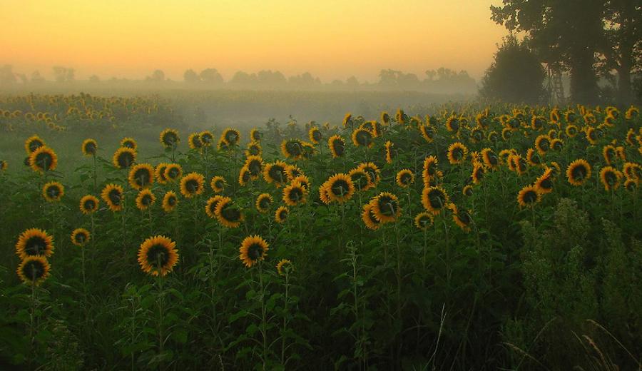 sunflowers+by+jedzer.jpg