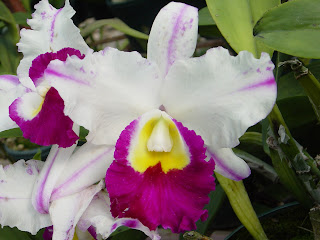Variedades De Orquideas