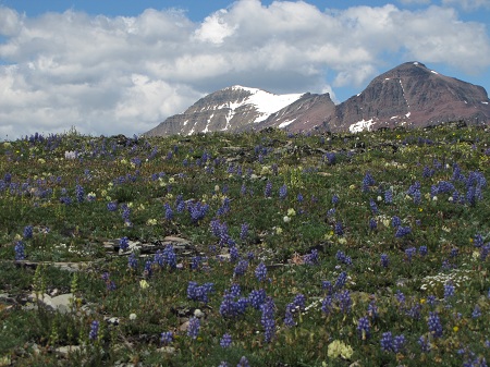 Alpine Lupine