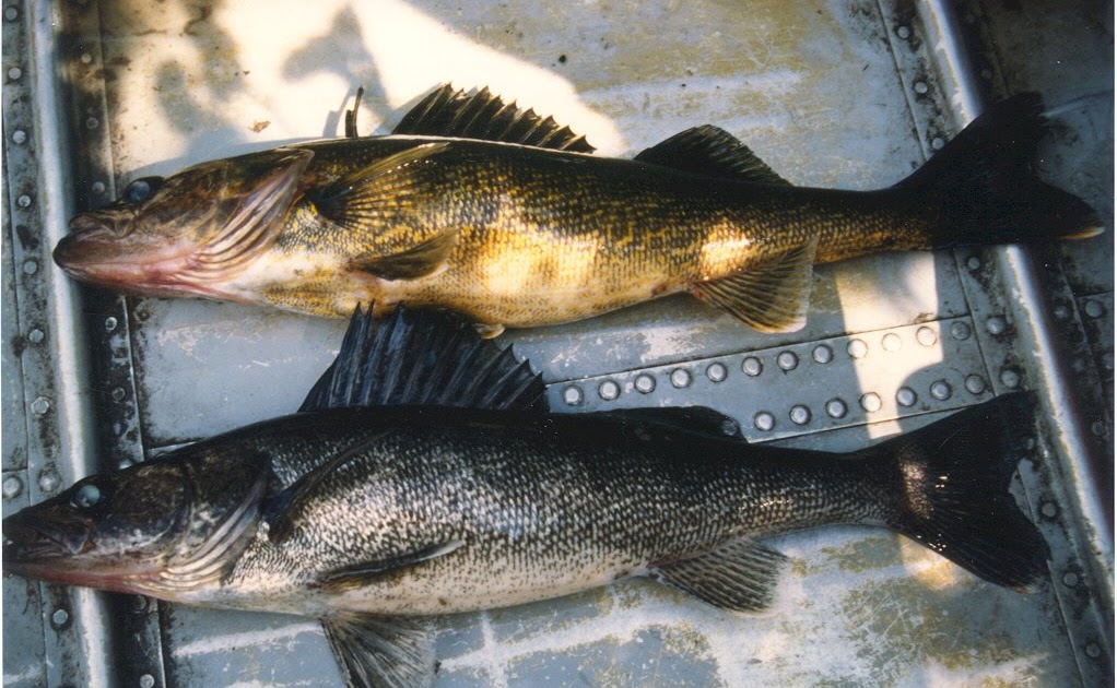 Blue Walleye Morphology