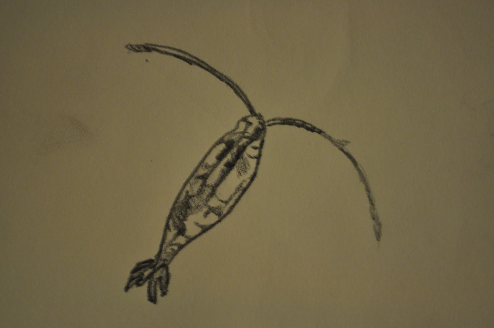 Real Plankton Pictures