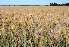 It's also Wheat Land!