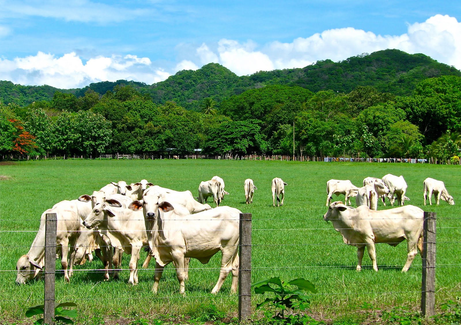 Tamarindo, Costa Rica Daily Photo Cattle in a pasture