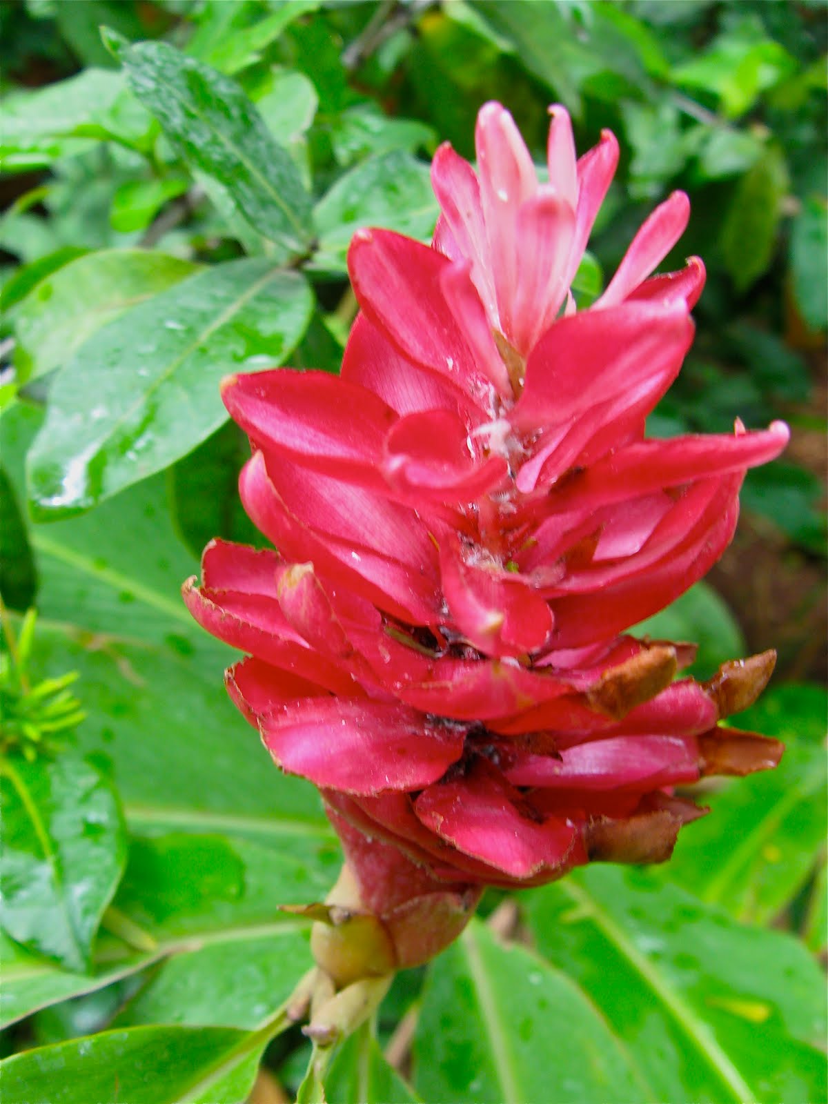 Tamarindo, Costa Rica Daily Photo Ginger flower