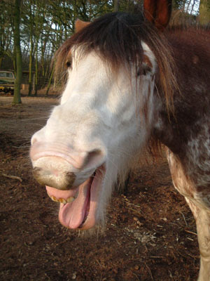Foto S Paardenzijncool Jouwweb Nl