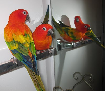 Red Sun Conure