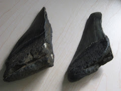 my megalodon (biggest shark to ever live)teeth.