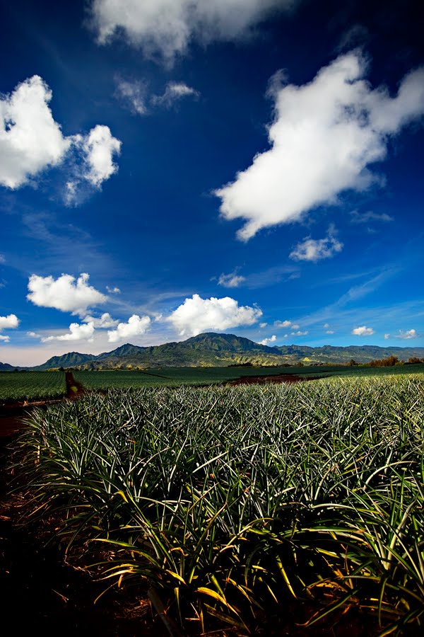 [DolePlantation03web.jpg]