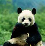 [panda.jpg]