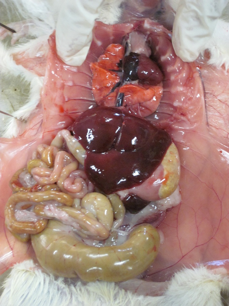 Rats Circulatory System