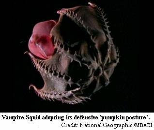 MudBay World Wonders: Vampyroteuthis infernalis