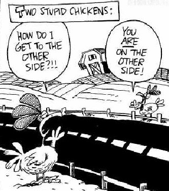 Funny Cartoon Stupid Chickens Funny Cartoon Stupid Chickens