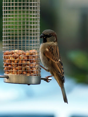 House Sparrow Leeds