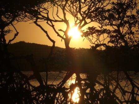[sunset+and+mangrove.jpg]