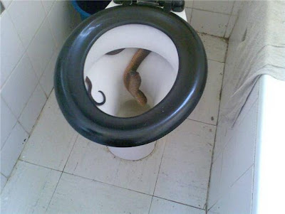 Meaning of picture : Snake in the toilet