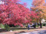 As cores do outono da América do Norte/2007.