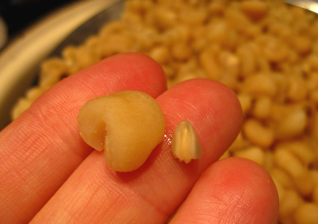 66 Square Feet (The Food) Hominy with baking soda