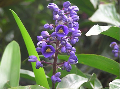 Blue Ginger