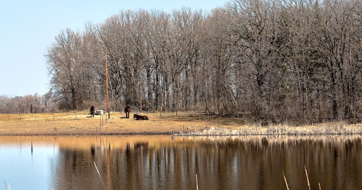 My Pixelated Oasis Road to Fertile, MN