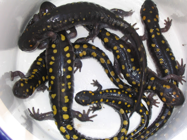 Bucket of Spotted Salamanders