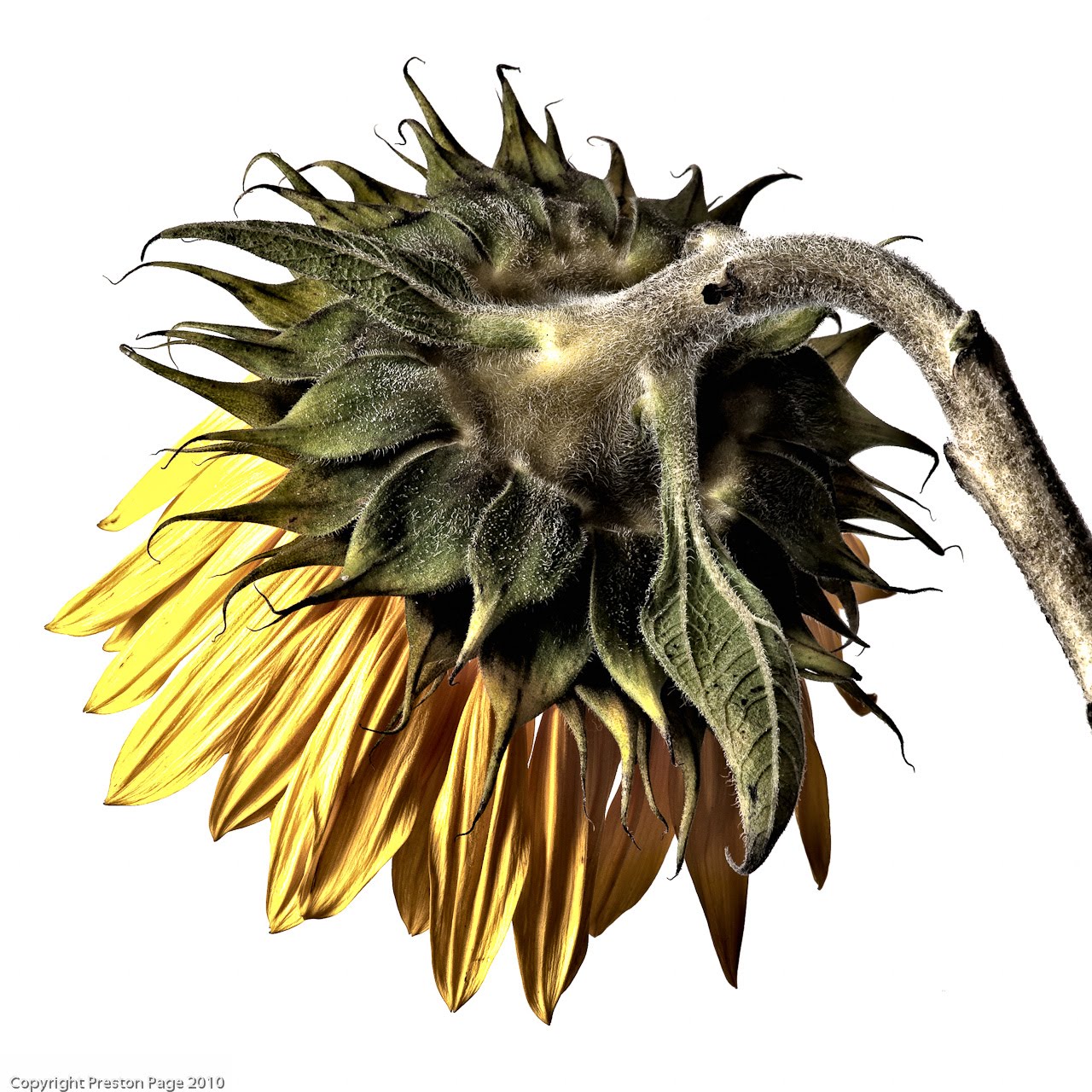 Scenes of St. Louis Dying Sunflower 1 in HDR