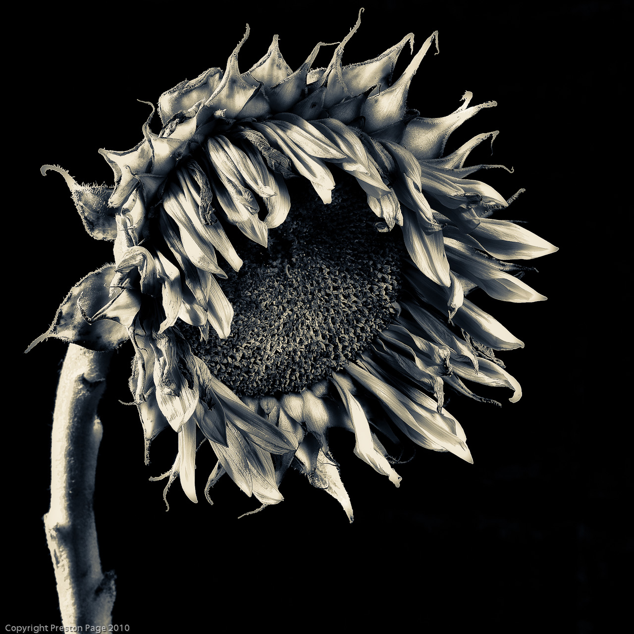 Scenes of St. Louis Dying Sunflower 14 HDR Series