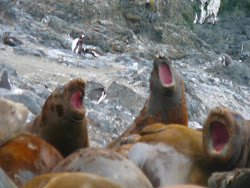 Elephant Seal Chorus, Hannah Point, Livingston Island