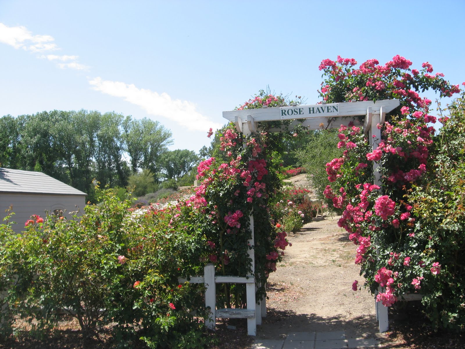 Daily Temecula: Off the Beaten Path: Temecula's Rose Haven Heritage Garden