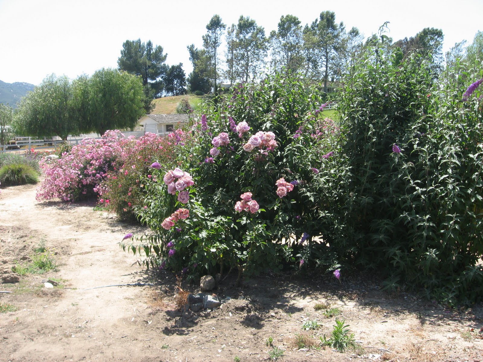Daily Temecula: Off the Beaten Path: Temecula's Rose Haven Heritage Garden