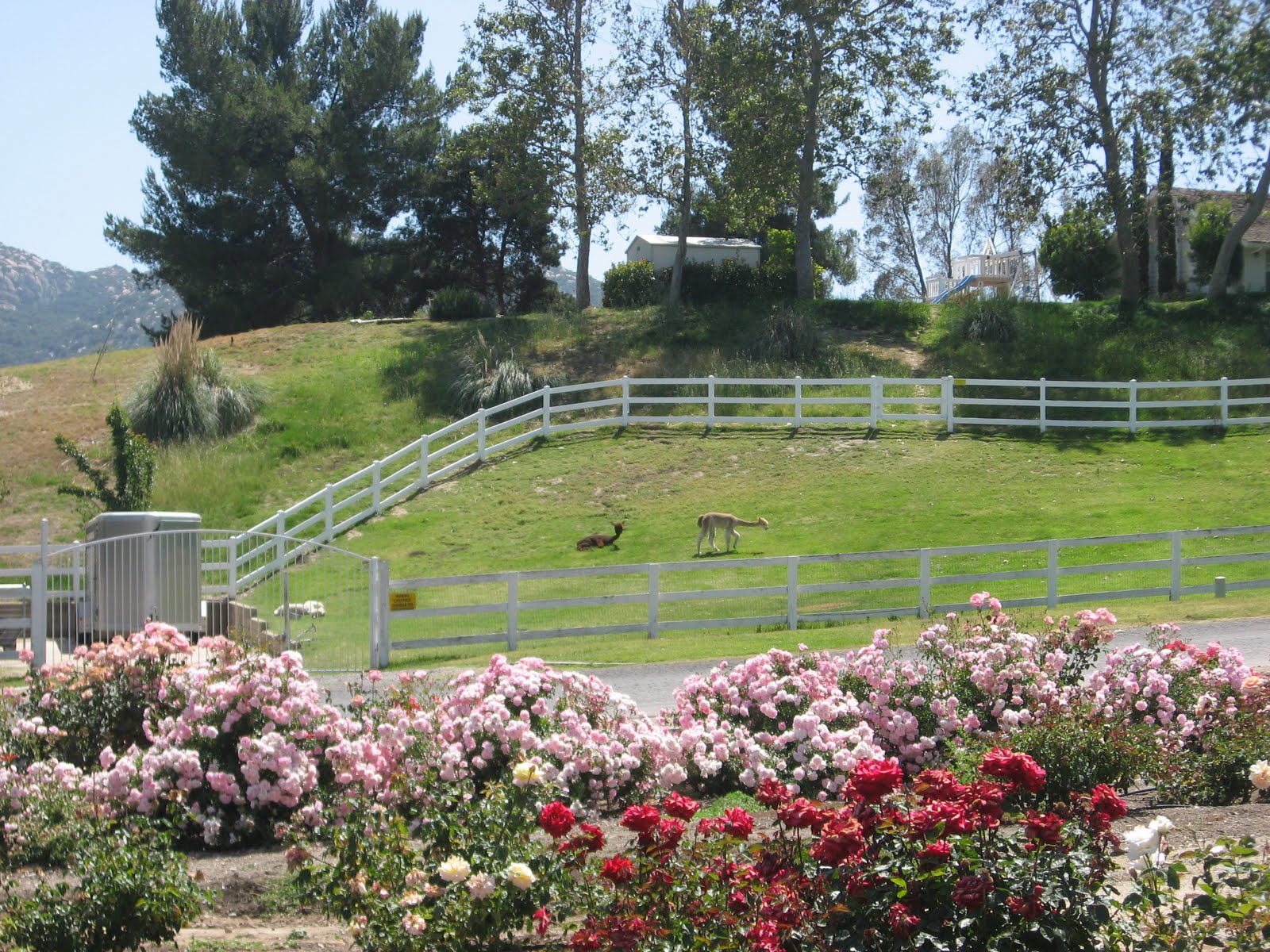 Daily Temecula Off the Beaten Path Temecula's Rose Haven Heritage Garden